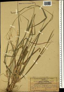 Achnatherum virescens (Trin.) Banfi, Galasso & Bartolucci, Caucasus, Azerbaijan (K6) (Azerbaijan)