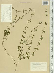 Linnaea borealis L., Siberia, Western Siberia (S1) (Russia)