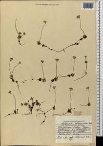 Androsace chamaejasme subsp. lehmanniana (Spreng.) Hultén, Caucasus, Georgia (K4) (Georgia)