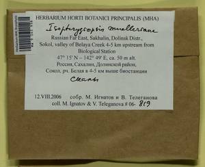 Isopterygiopsis catagonioides (Broth.) Ignatov & Ignatova, Bryophytes, Bryophytes - Russian Far East (excl. Chukotka & Kamchatka) (B20) (Russia)