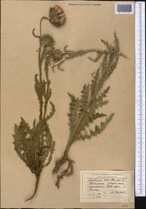 Carduus acanthoides L., Middle Asia, Western Tian Shan & Karatau (M3) (Kyrgyzstan)