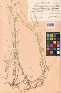 Stellaria palustris Ehrh. ex Retz., Eastern Europe, Moscow region (E4a) (Russia)