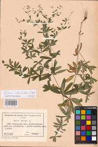Galium intermedium Schult., Eastern Europe, South Ukrainian region (E12) (Ukraine)