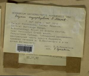 Ptychostomum cryophilum (Mårtensson) J.R. Spence, Bryophytes, Bryophytes - Krasnoyarsk Krai, Tyva & Khakassia (B17) (Russia)