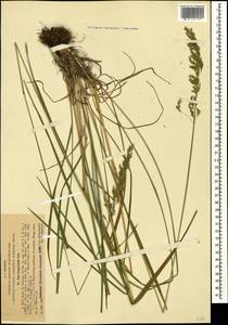 Poa longifolia Trin., Caucasus, Krasnodar Krai & Adygea (K1a) (Russia)