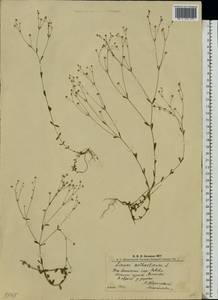 Linum catharticum L., Eastern Europe, West Ukrainian region (E13) (Ukraine)