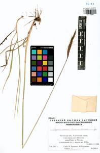 Elymus dahuricus Griseb., Siberia, Baikal & Transbaikal region (S4) (Russia)