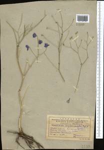 Delphinium longipedunculatum Regel & Schmalh., Middle Asia, Western Tian Shan & Karatau (M3) (Kazakhstan)