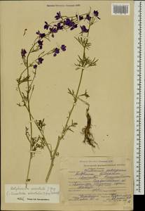 Delphinium ajacis L., Caucasus, Stavropol Krai, Karachay-Cherkessia & Kabardino-Balkaria (K1b) (Russia)