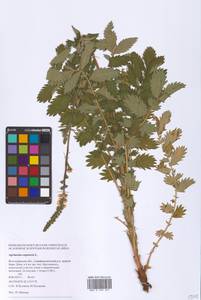 Agrimonia eupatoria L., Eastern Europe, Lower Volga region (E9) (Russia)