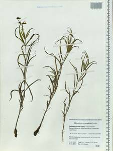 Adenophora gmelinii subsp. gmelinii, Siberia, Baikal & Transbaikal region (S4) (Russia)