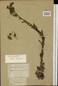 Sempervivum ruthenicum Koch ex Schnittsp. & C. B. Lehm., Eastern Europe, Central forest-and-steppe region (E6) (Russia)