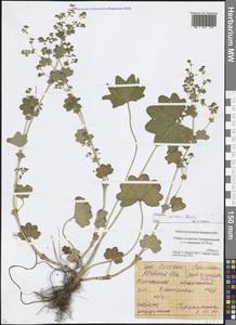 Alchemilla micans Buser, Eastern Europe, Moscow region (E4a) (Russia)