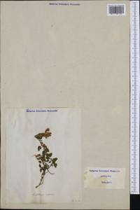 Scutellaria alpina L., Western Europe (EUR) (Italy)