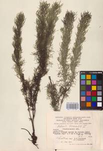 Adonis vernalis L., Eastern Europe, West Ukrainian region (E13) (Ukraine)
