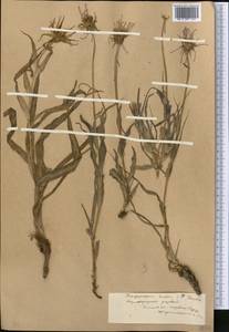 Tragopogon ruber S. G. Gmel., Middle Asia, Western Tian Shan & Karatau (M3) (Kyrgyzstan)