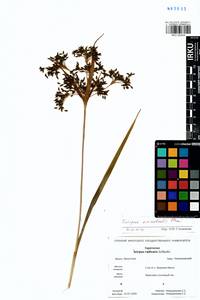 Scirpus orientalis Ohwi, Siberia, Baikal & Transbaikal region (S4) (Russia)