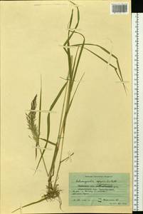 Calamagrostis epigejos (L.) Roth, Siberia, Western Siberia (S1) (Russia)