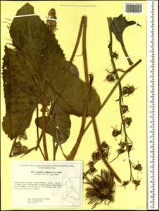 Ligularia sibirica (L.) Cass., Siberia, Russian Far East (S6) (Russia)