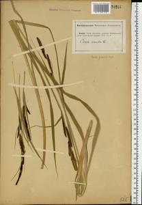 Carex acuta L., Eastern Europe, Lower Volga region (E9) (Russia)