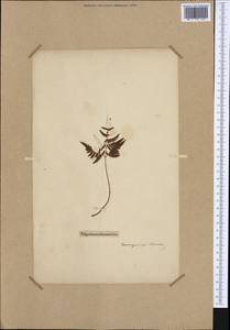 Gymnocarpium robertianum (Hoffm.) Newman, Western Europe (EUR) (France)
