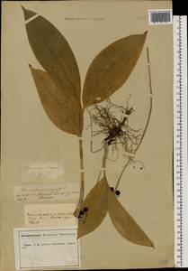 Convallaria majalis L., Eastern Europe, Central forest-and-steppe region (E6) (Russia)