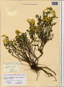 Scutellaria orientalis L., Caucasus, North Ossetia, Ingushetia & Chechnya (K1c) (Russia)