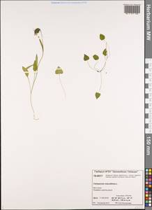 Campanula rotundifolia L., Siberia, Central Siberia (S3) (Russia)