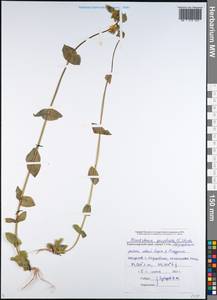 Blackstonia perfoliata, Caucasus, Black Sea Shore (from Novorossiysk to Adler) (K3) (Russia)