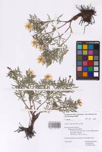 Adonis volgensis DC., Eastern Europe, Central forest-and-steppe region (E6) (Russia)