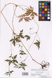 Geranium sibiricum L., Eastern Europe, Western region (E3) (Russia)