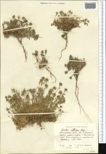 Draba altaica (C. A. Mey.) Bunge, Middle Asia, Northern & Central Tian Shan (M4) (Kazakhstan)