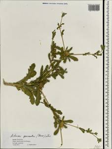 Asteriscus graveolens (Forssk.) Less., South Asia, South Asia (Asia outside ex-Soviet states and Mongolia) (ASIA) (Israel)
