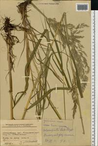 Calamagrostis purpurea (Trin.) Trin., Eastern Europe, Moscow region (E4a) (Russia)