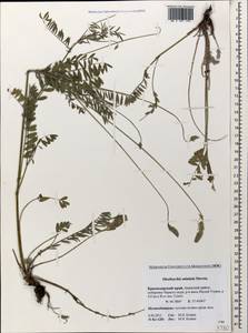 Onobrychis arenaria subsp. miniata (Steven)P.W.Ball, Caucasus, Krasnodar Krai & Adygea (K1a) (Russia)