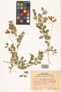 Lathyrus japonicus Willd., Siberia, Chukotka & Kamchatka (S7) (Russia)