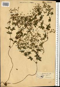 Potentilla erecta (L.) Raeusch., Eastern Europe, North-Western region (E2) (Russia)