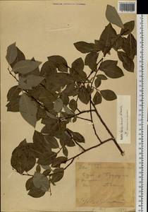 Salix taraikensis Kimura, Siberia, Western (Kazakhstan) Altai Mountains (S2a) (Kazakhstan)