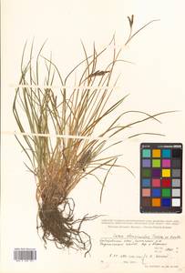 Carex eleusinoides Turcz. ex Kunth, Siberia, Russian Far East (S6) (Russia)