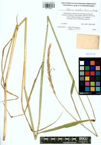 Elymus dahuricus Griseb., Siberia, Altai & Sayany Mountains (S2) (Russia)