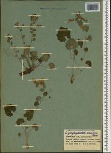 Campanula armena Steven, Caucasus, Armenia (K5) (Armenia)