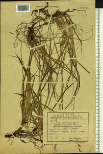 Carex rigidioides (Gorodkov) V.I.Krecz., Siberia, Russian Far East (S6) (Russia)