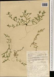 Corispermum mongolicum Iljin, Mongolia (MONG) (Mongolia)