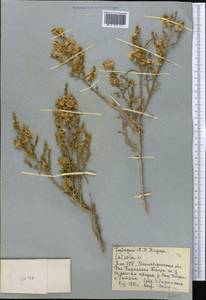 Halothamnus, Middle Asia, Syr-Darian deserts & Kyzylkum (M7) (Kazakhstan)