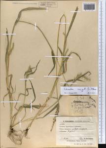 Echinochloa crus-galli (L.) P.Beauv., Eastern Europe, South Ukrainian region (E12) (Ukraine)
