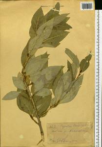 Populus laurifolia Ledeb., Siberia, Western (Kazakhstan) Altai Mountains (S2a) (Kazakhstan)