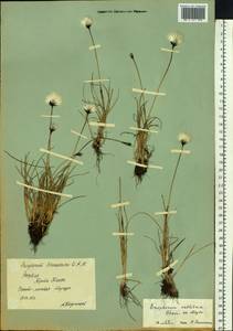 Eriophorum callitrix Cham. ex C.A.Mey., Siberia, Yakutia (S5) (Russia)