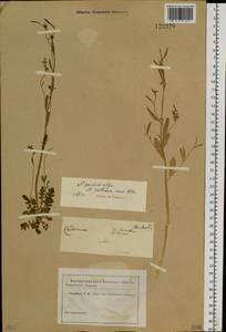 Arabidopsis lyrata subsp. petraea (L.) O'Kane & Al-Shehbaz, Siberia (no precise locality) (S0) (Russia)