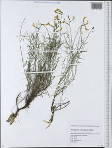 Astragalus subuliformis DC., Middle Asia, Caspian Ustyurt & Northern Aralia (M8) (Kazakhstan)