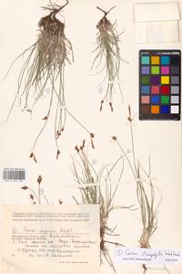 MHA0043996_2, Carex stenophylla Wahlenb., Eastern Europe, Lower Volga region (E9) (Russia)